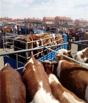 肉牛养殖在张家口黄牛市场牲畜市场肉牛养殖