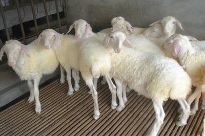 农村最缺什么生意?求推荐能赚钱的。