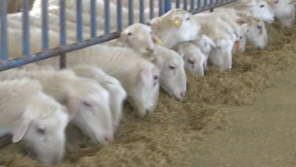 巴里坤县:防疫生产两不误 牲畜暖棚春意浓