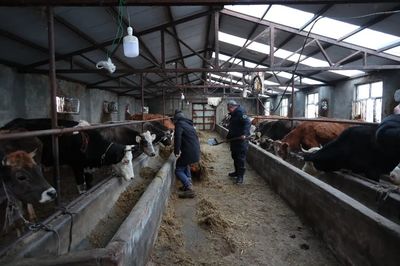 布尔津:养殖户铆足&ldquo;牛&rdquo;劲 走出增收致富&ldquo;牛路子&rdquo;