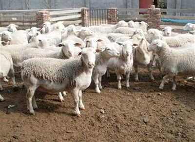 肉羊养殖农民户如何养殖肉羊才能出效益_牲畜