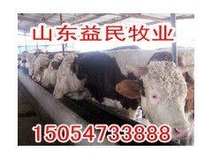 广东汕头肉牛养殖场与管理指南