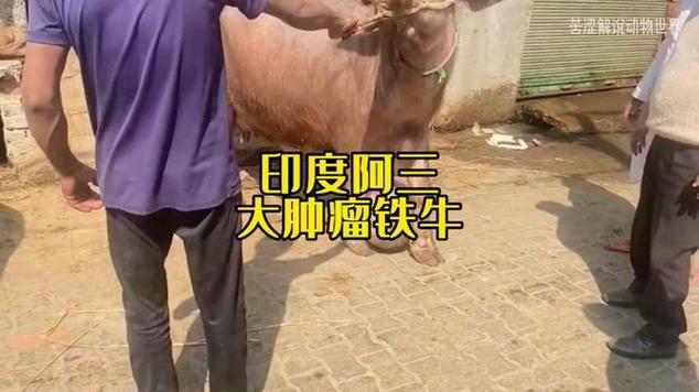 综艺节目|农村养殖|家畜|台湾篮球史|赘生物|台湾综艺|动物实拍|挚