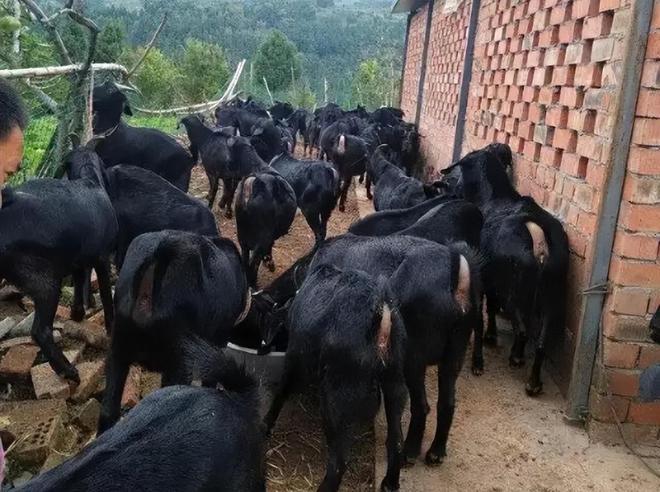 养殖新门路 繁殖力高的草食家畜——肉兔养殖